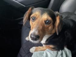 Reunited Female Dog last seen Redlands st by park, Perris, CA 92572
