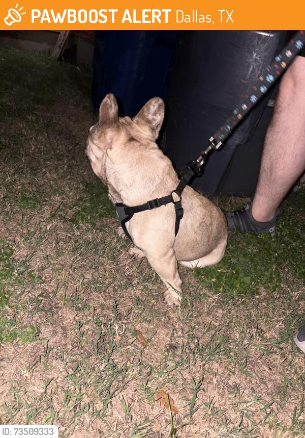 Found/Stray Male Dog last seen Bellafonte Dr / high point, Dallas, TX 75243