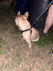 Found/Stray Male Dog last seen Bellafonte Dr / high point, Dallas, TX 75243