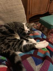 Lost Male Cat last seen Millicent Avenue and Orrong Road, Toorak, VIC 3142