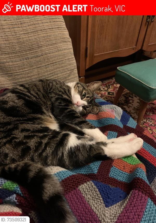 Lost Male Cat last seen Millicent Avenue and Orrong Road, Toorak, VIC 3142