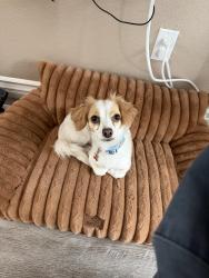 Reunited Female Dog last seen Eighth & Howard, Corona, CA 92879