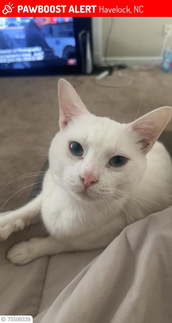 Lost Male Cat last seen Slocum village, Havelock, NC 28532