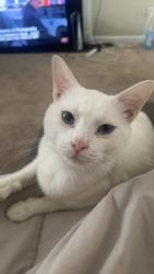 Lost Male Cat last seen Slocum village, Havelock, NC 28532