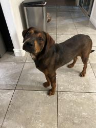 Found/Stray Male Dog last seen 19th ave and Van Buren, Phoenix, AZ 85007