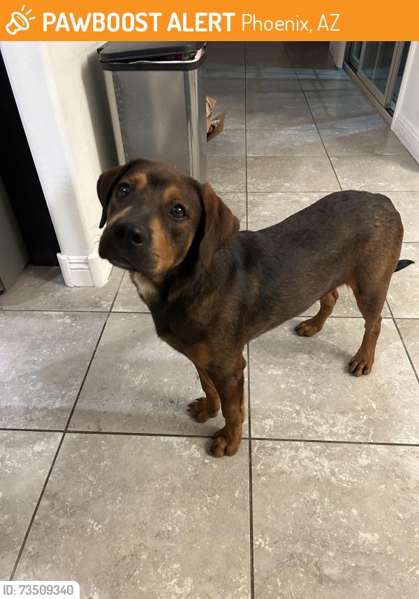 Found/Stray Male Dog last seen 19th ave and Van Buren, Phoenix, AZ 85007