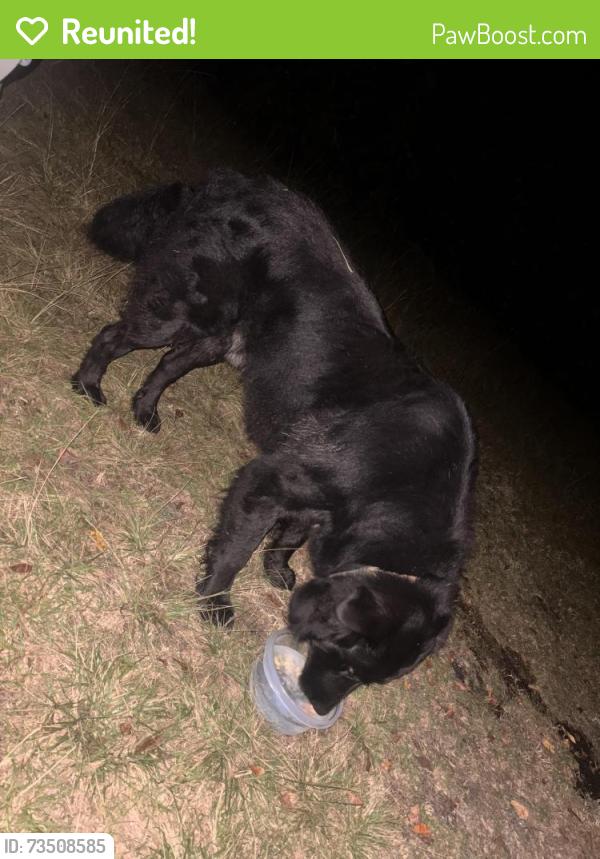 Reunited Male Dog last seen Near River Road, Vanceboro, NC 28586