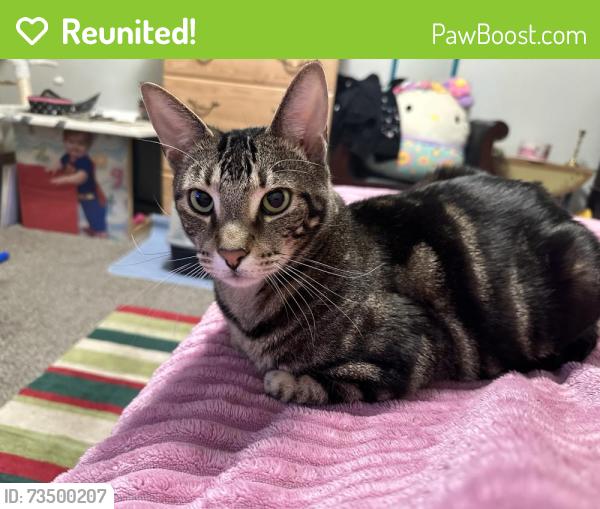 Reunited Male Cat last seen Popular and Vinewood, Wyandotte, MI 48192