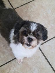 Reunited Female Dog last seen N Frederic burbank ca, Burbank, CA 91504