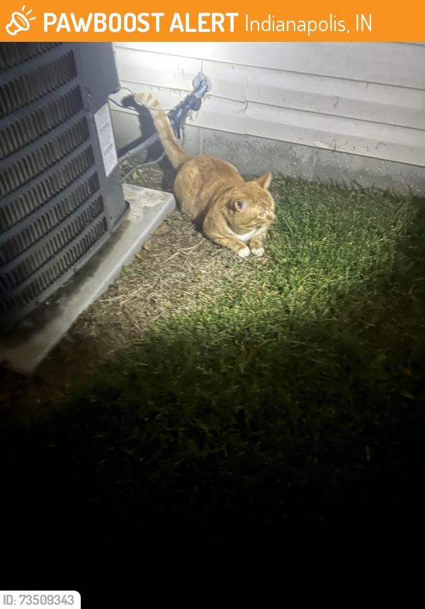 Found/Stray Unknown Cat last seen Aberdeen apmts , Durbin Way, Indianapolis, IN 46113