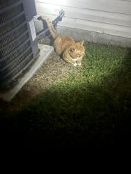 Found/Stray Unknown Cat last seen Aberdeen apmts , Durbin Way, Indianapolis, IN 46113