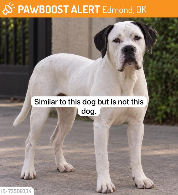 Found/Stray Male Dog last seen In between N Midwest Blvd and E Covell Rd, Edmond, OK 73034