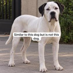 Found/Stray Male Dog last seen In between N Midwest Blvd and E Covell Rd, Edmond, OK 73034