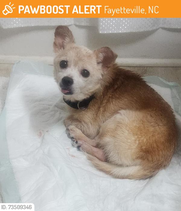 Found/Stray Female Dog last seen Urban Ministries, Fayetteville, NC 28305