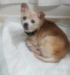 Found/Stray Female Dog last seen Urban Ministries, Fayetteville, NC 28305