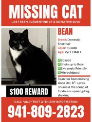 Lost Female Cat last seen Clementine Ct & Initiative BLVD, Citria, Sarasota, FL 34240