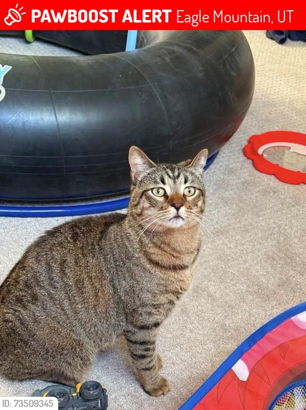 Lost Male Cat last seen Fairfield Dr, Eagle Mountain, UT 84005