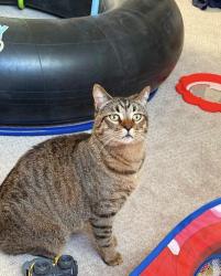 Lost Male Cat last seen Fairfield Dr, Eagle Mountain, UT 84005
