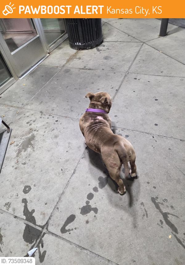 Found/Stray Female Dog last seen Quiktrip, Kansas City, KS 66106
