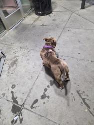 Found/Stray Female Dog last seen Quiktrip, Kansas City, KS 66106