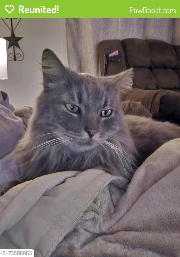 Reunited Male Cat last seen Johnson rd, curley drive, Phillips hill, Laurel, DE 19956