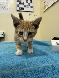 Shelter Stray Male Cat last seen ALVARADO BLVD, 1950 Stevenson Blvd, Fremont, CA 94538, USA