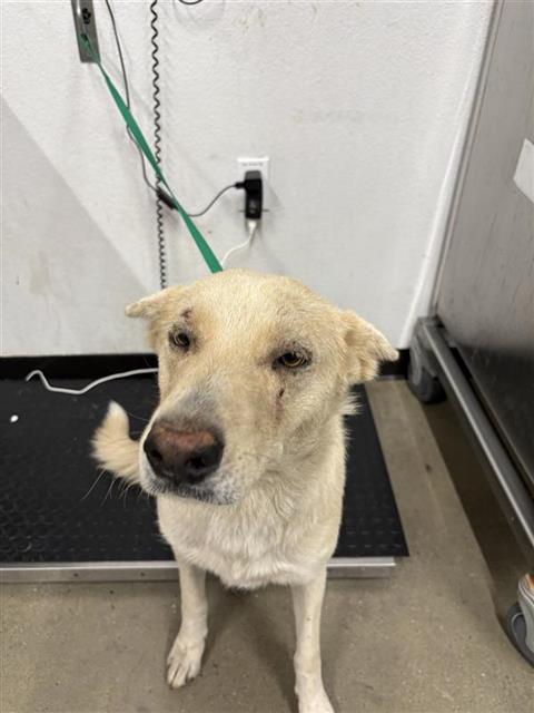 Shelter Stray Female Dog last seen Near BLOCK E GEORGE AVE, FRESNO CA 93706 5346, 5277 E Airways Blvd, Fresno, CA 93727, USA