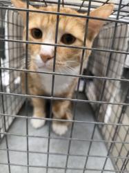 Shelter Stray Male Cat last seen Near BLOCK RAINY SKY AVE BLOCK, 655 N Mojave Rd, Las Vegas, NV 89101, USA