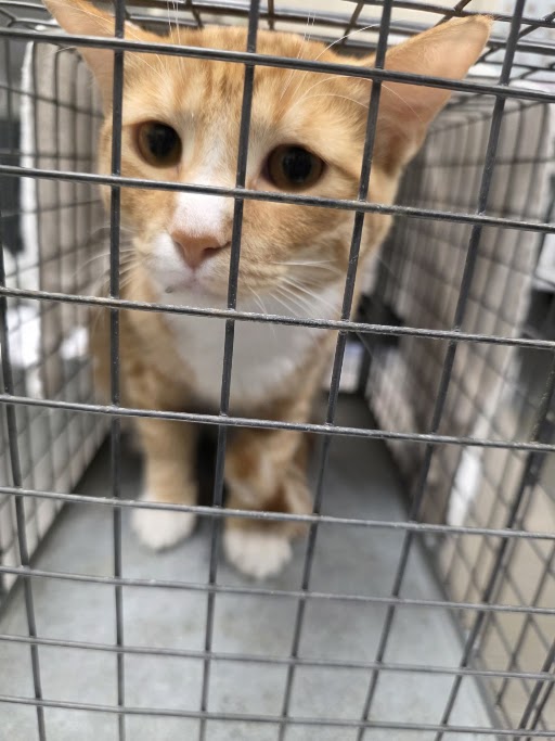 Shelter Stray Male Cat last seen Near BLOCK RAINY SKY AVE BLOCK, 655 N Mojave Rd, Las Vegas, NV 89101, USA