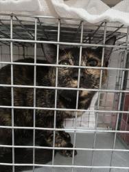 Shelter Stray Female Cat last seen Near BLOCK RAINY SKY AVE BLOCK, 655 N Mojave Rd, Las Vegas, NV 89101, USA