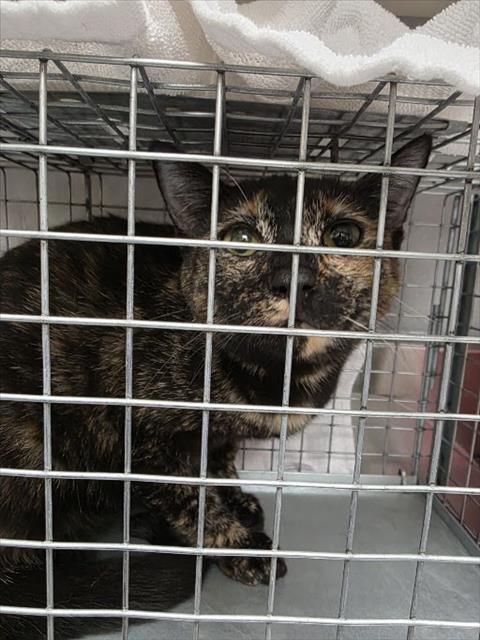 Shelter Stray Female Cat last seen Near BLOCK RAINY SKY AVE BLOCK, 655 N Mojave Rd, Las Vegas, NV 89101, USA