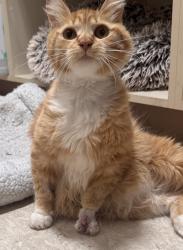 Lost Female Cat last seen Near Osborne terrace, Vista, CA 92084