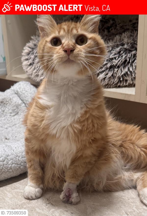 Lost Female Cat last seen Near Osborne terrace, Vista, CA 92084