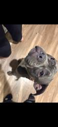 Found/Stray Male Dog last seen 13th street, San Bernardino, CA 92405