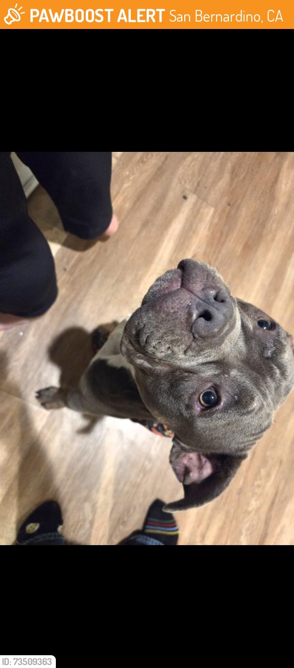 Found/Stray Male Dog last seen 13th street, San Bernardino, CA 92405