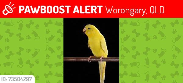 Lost Male Bird last seen San Fernando Drive X HinklerDrive, Worongary, QLD 