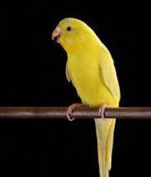 Lost Male Bird last seen San Fernando Drive X HinklerDrive, Worongary, QLD 