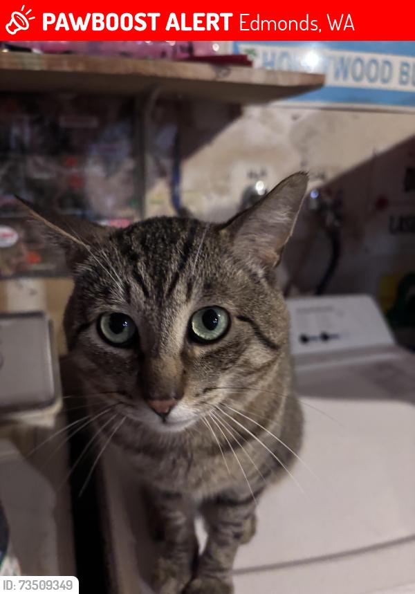 Lost Male Cat last seen 158th St SW, Edmonds, WA 98026