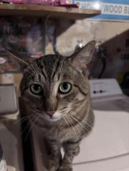 Lost Male Cat last seen 158th St SW, Edmonds, WA 98026