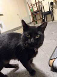 Found/Stray Male Cat last seen Washington and Sinto, Spokane, WA 99260