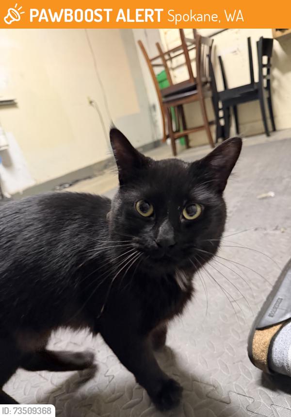Found/Stray Male Cat last seen Washington and Sinto, Spokane, WA 99260