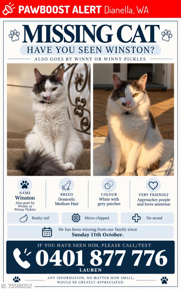 Lost Male Cat last seen Near The Strand, Dianella, Dianella, WA 6059