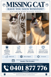 Lost Male Cat last seen Near The Strand, Dianella, Dianella, WA 6059