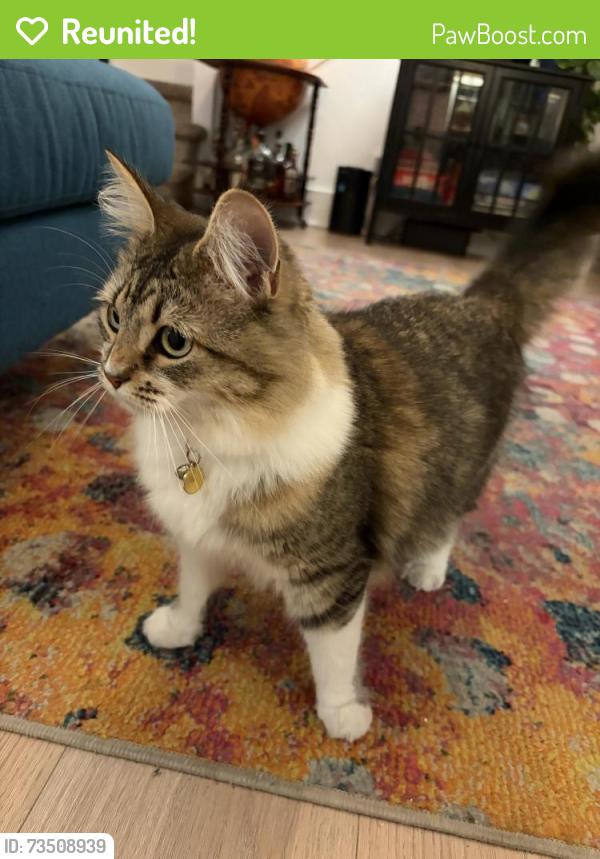 Reunited Female Cat last seen North Avenue 57 & Monte Vista, Los Angeles, CA 90042