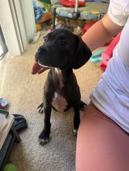 Found/Stray Female Dog last seen Boysen Park parking lot, Anaheim, CA 92805
