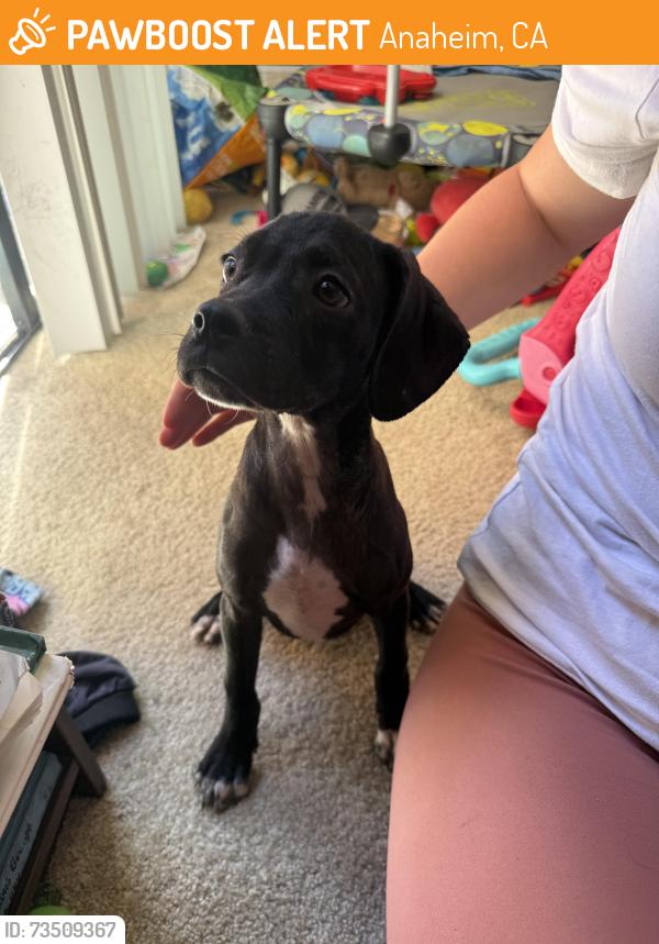 Found/Stray Female Dog last seen Boysen Park parking lot, Anaheim, CA 92805