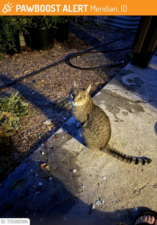 Found/Stray Unknown Cat last seen Linder & Ustick, Meridian, ID 83646