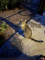 Found/Stray Unknown Cat last seen Linder & Ustick, Meridian, ID 83646