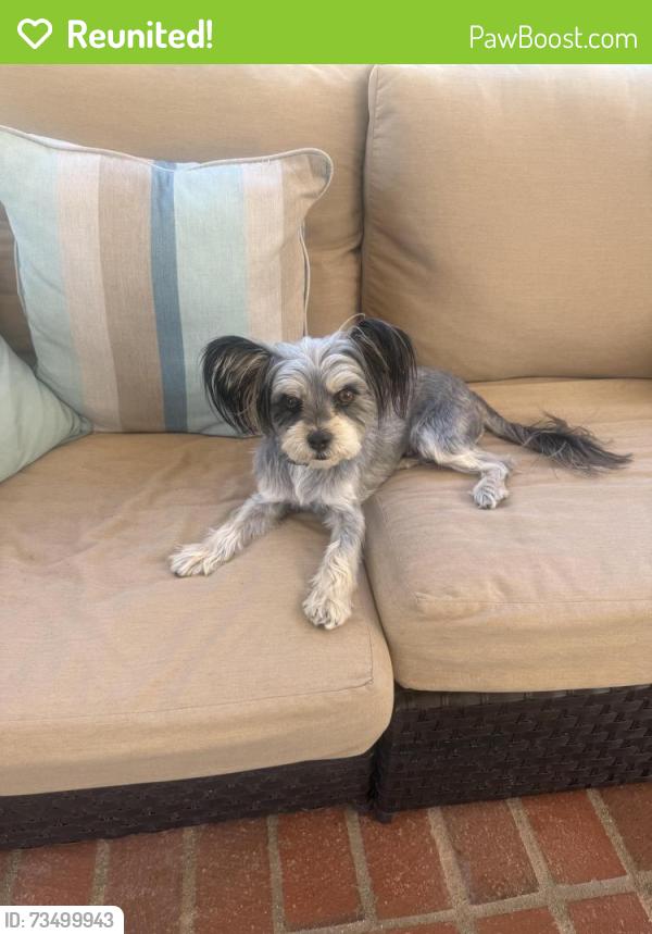 Reunited Male Dog last seen San Mateo & Loma Vista VENTURA CA, Ventura, CA 93004