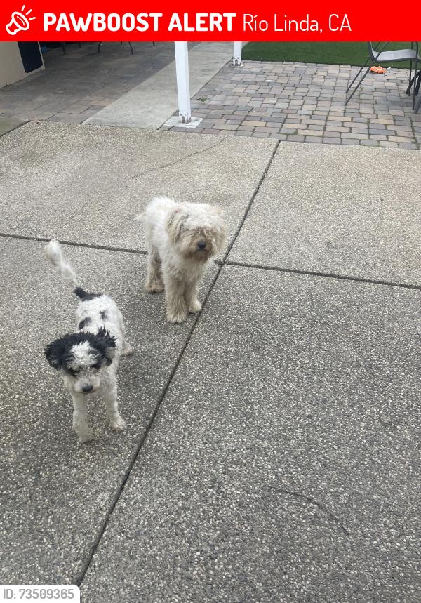 Lost Male Dog last seen Rio linda, Río Linda, CA 95673